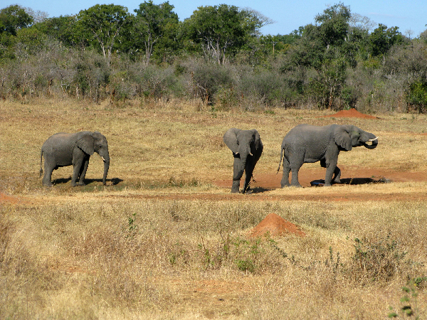 1201.elephants