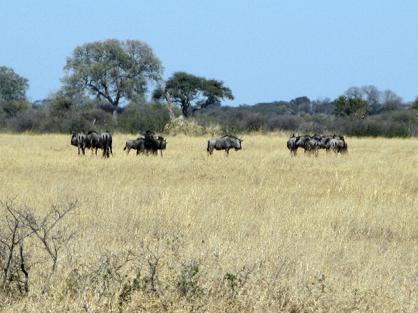 1238.zebu