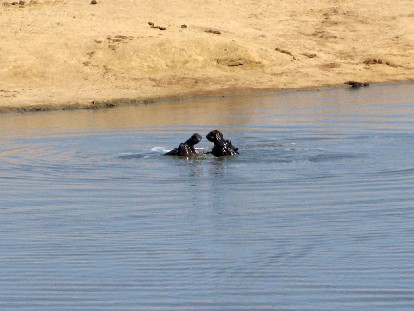 1335.hippos