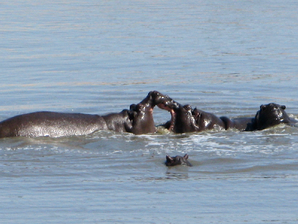 1343.hippos