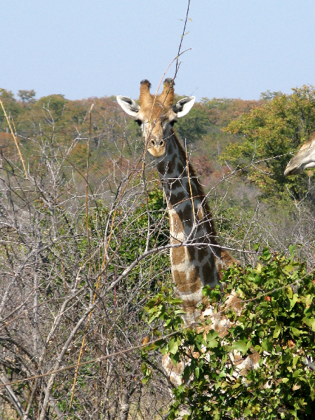1347.girafe
