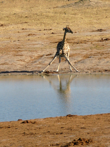 1362.giraffe