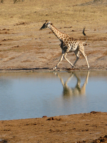 1365.giraffe