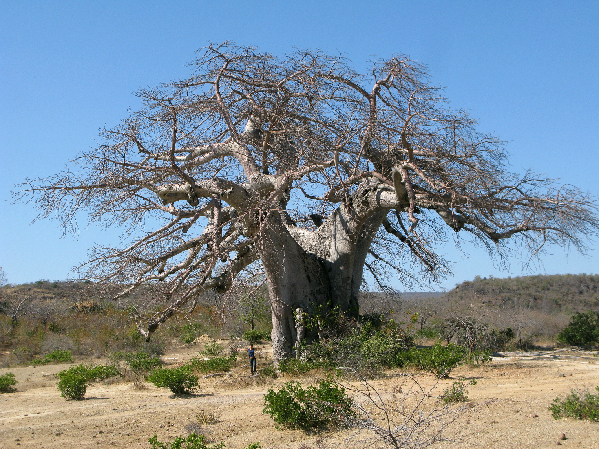 1366.baobab