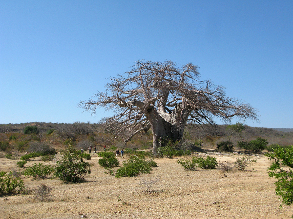 1373.baobab
