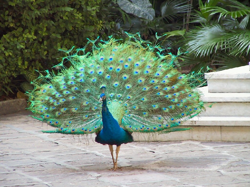 062.pavo