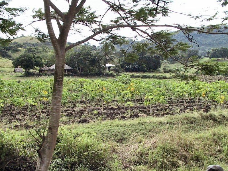 286.papayas