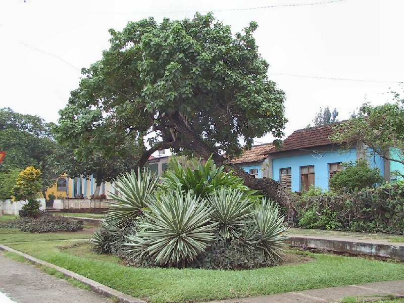 292.agave
