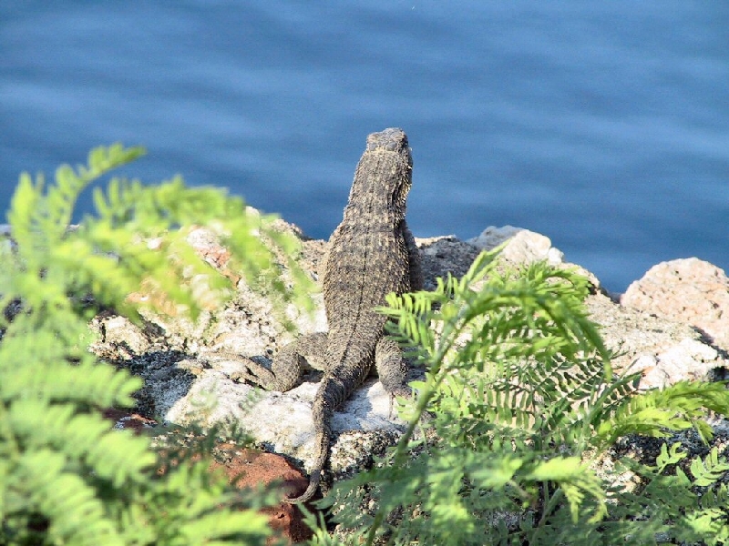 351.iguana