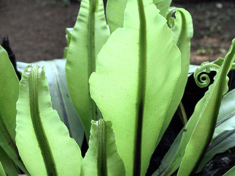 361.plant