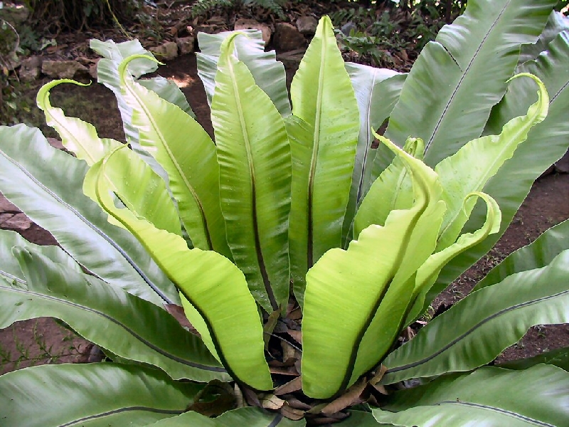 362.plant