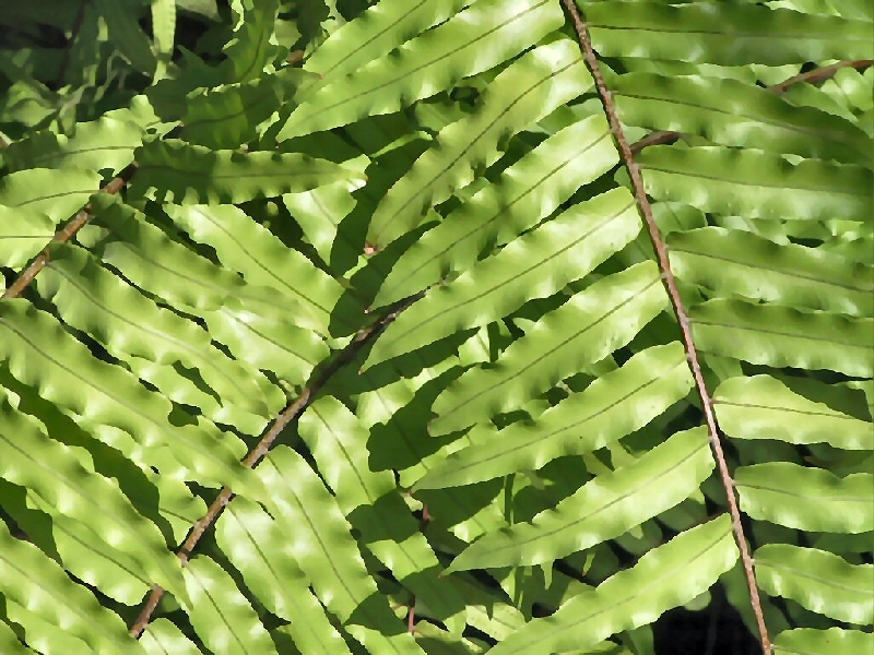 364.fern