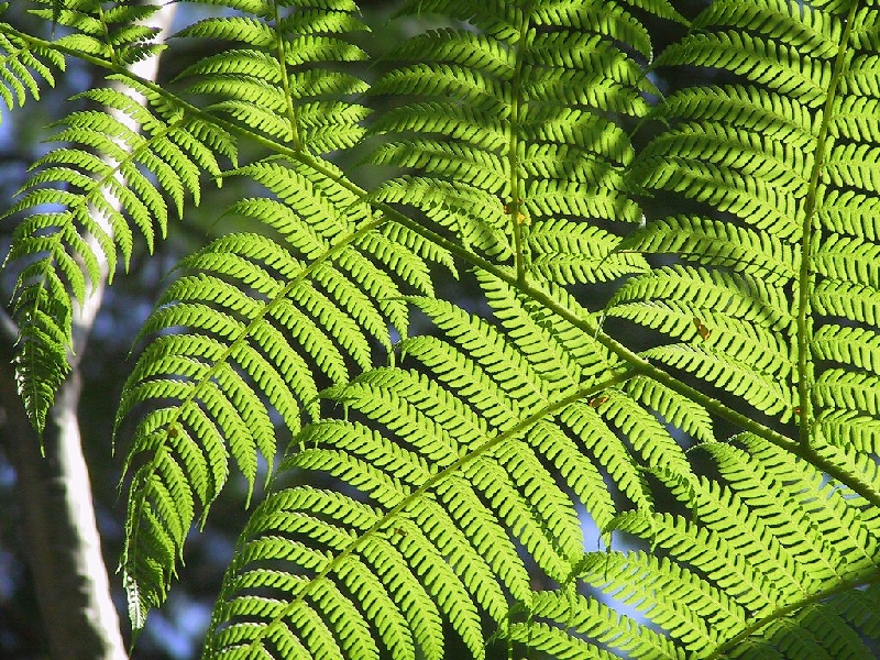 365.fern