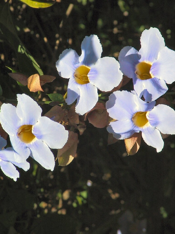 366.flowers
