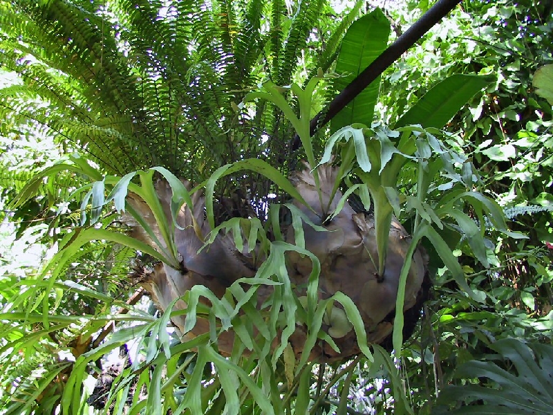 367.tree fern
