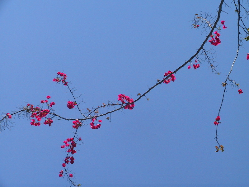 534.bouganvillea