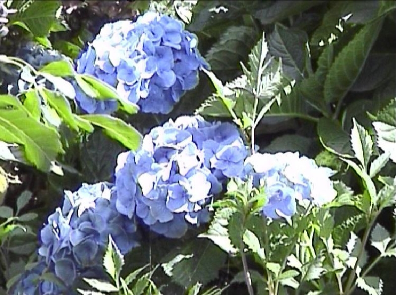 ortensie