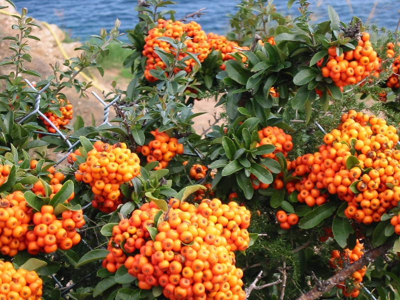 174.berries