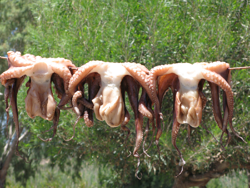 1264.octopus