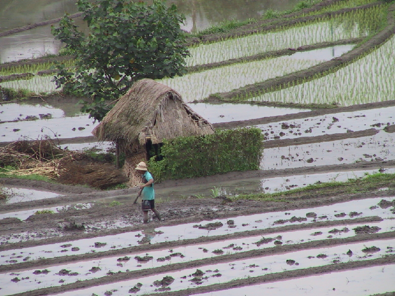 Rice paddy