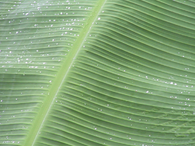 banan leaf