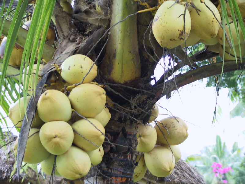coconut