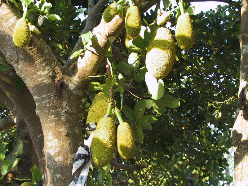 jackfruit