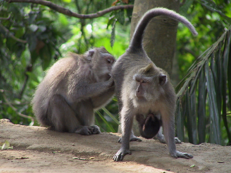 monkey3
