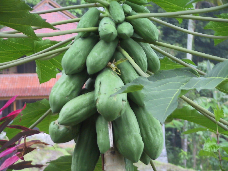 papayas