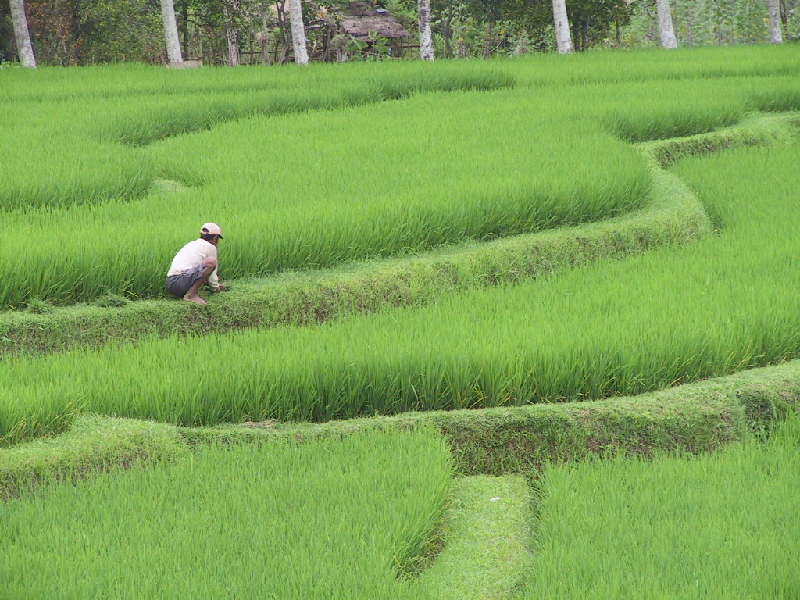 rice paddy1