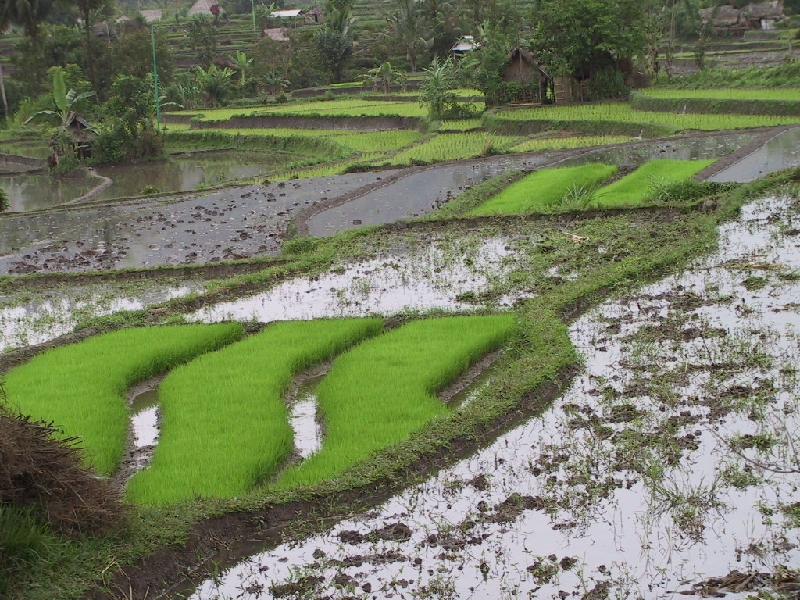 rice paddy10