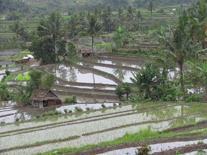rice paddy9