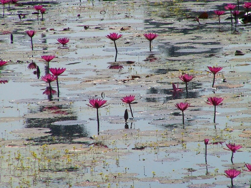 153.lotus pond