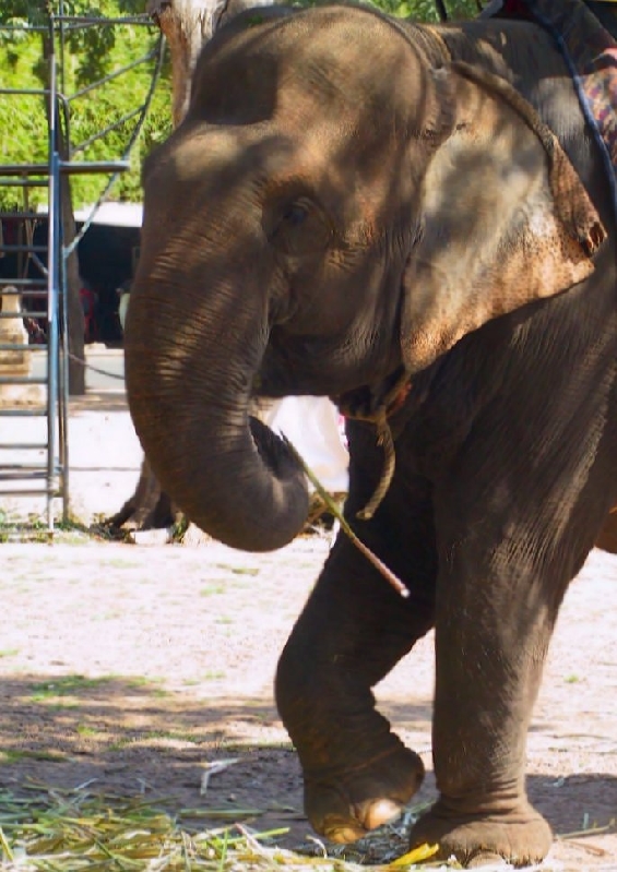 10.3.elephant