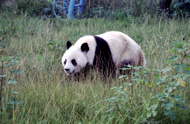 chengdu150