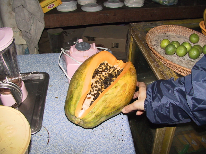 14.giant papaya