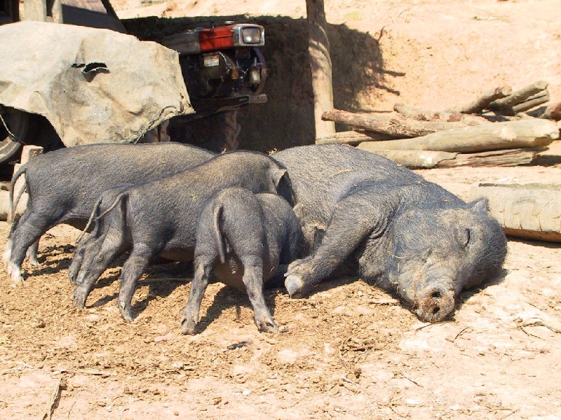 25.feeding