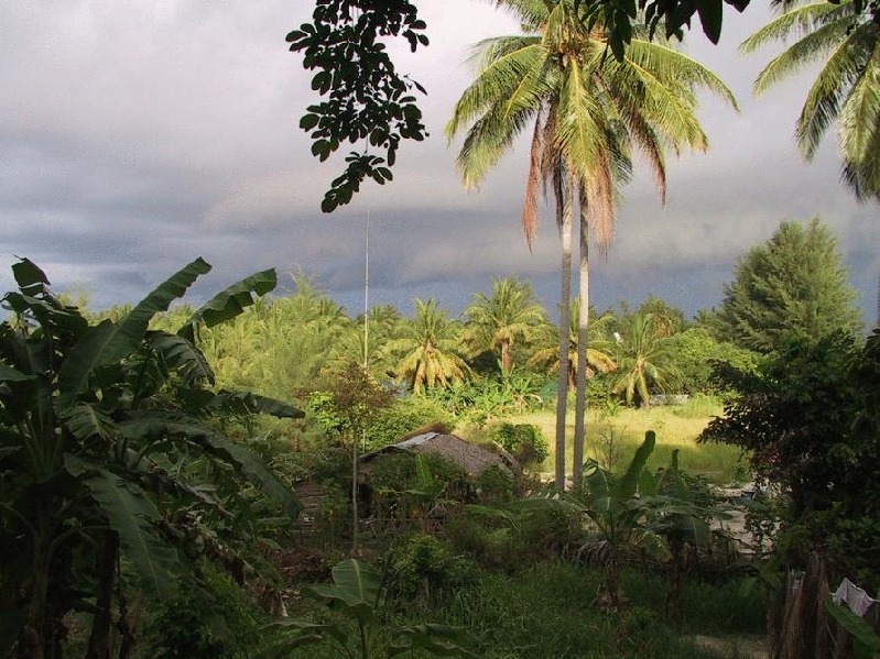 kolibe jungle