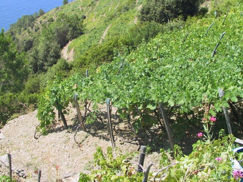 grapevines3