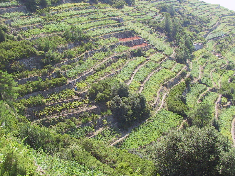 grapevines4