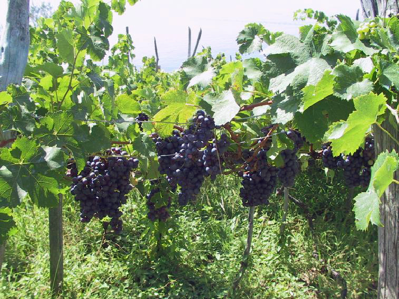 grappoliduva