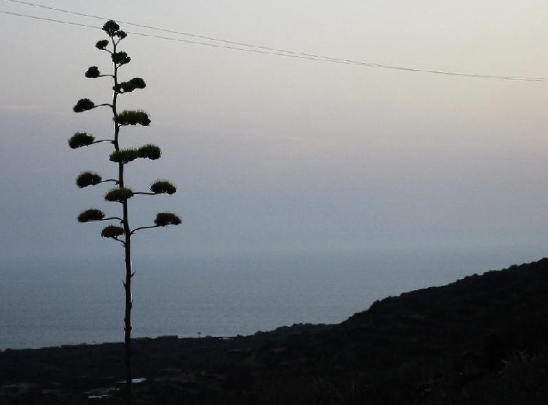 agave