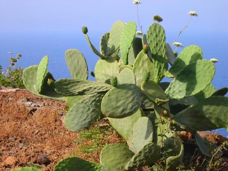 cactus1