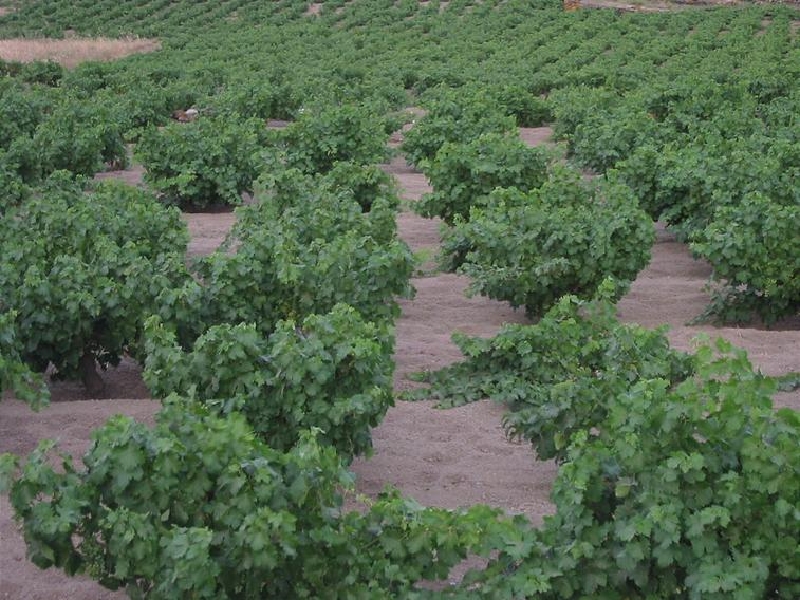 grape