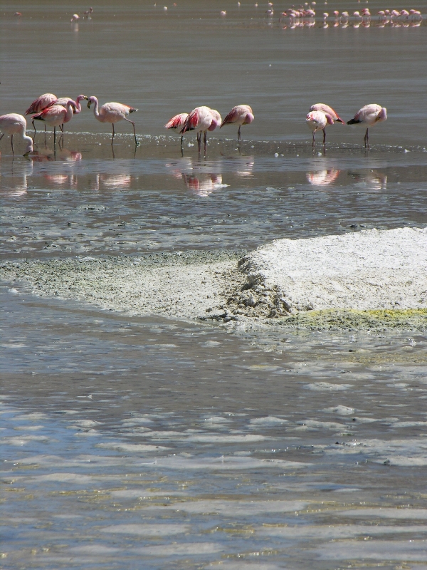 665.flamingos