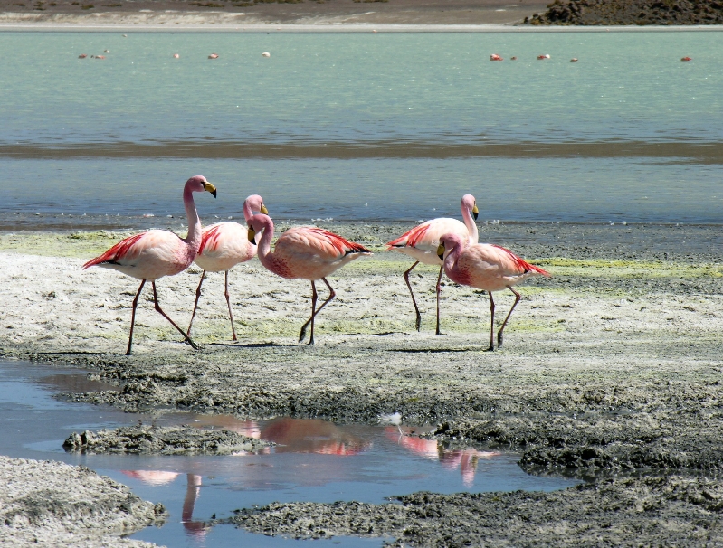 675.flamingos