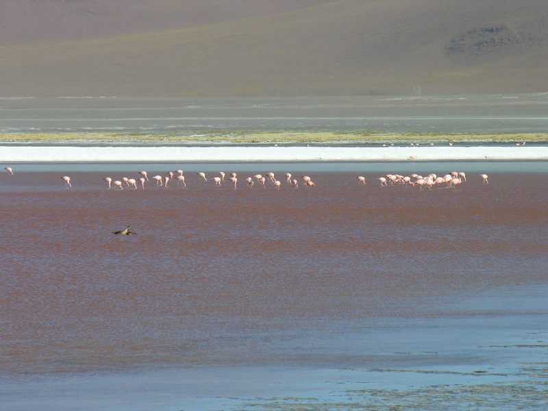 715.laguna colorada