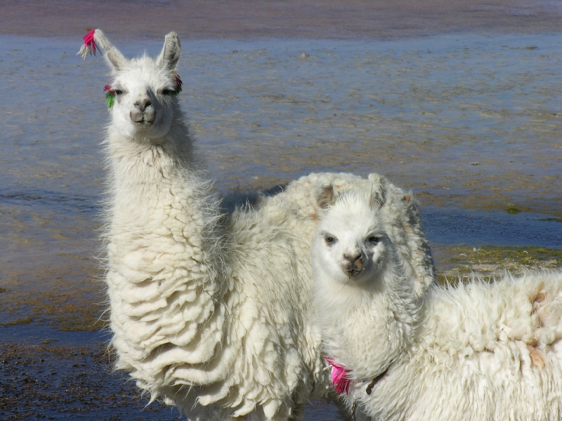 719.lamas
