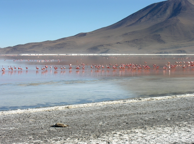 739.laguna colorada