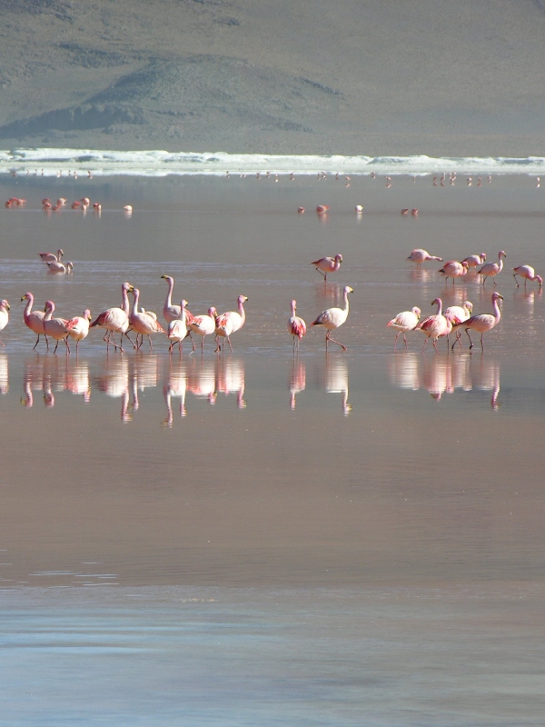 745.flamingos